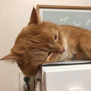 美女和帅哥在努力生孩子
